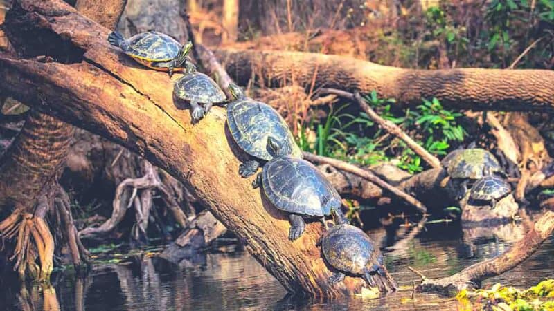 Ichetucknee Springs State Park is one of the best natural springs