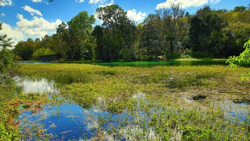 Rainbow Springs State Park is both one of the oldest and one of the largest natural springs in Florida. 