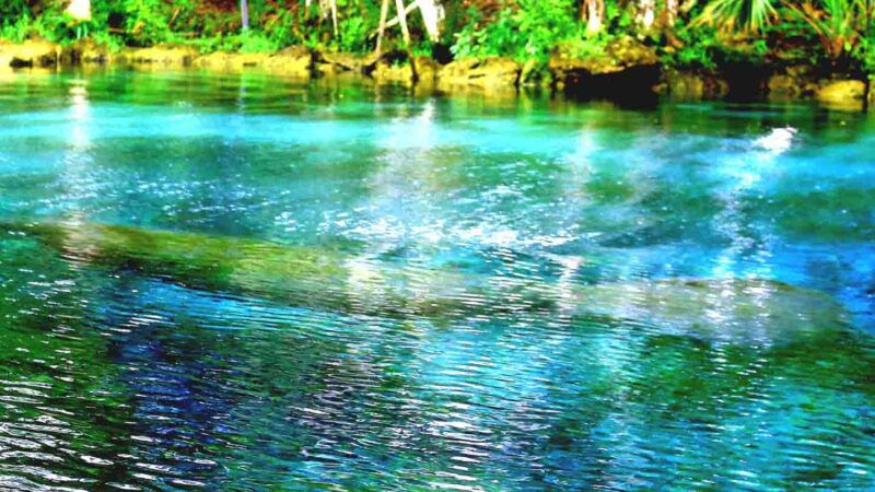 This one of the best springs in Florida to view manatees.