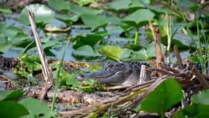 small aligator in the Florida Everglades on a day trip from Miami