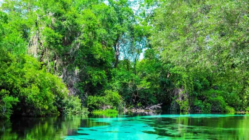 Weeki Wachee Sring is the best natural waterpark in Florida