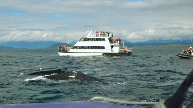 Whale watching in Juneau Alaska