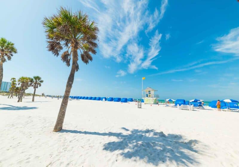 palm tree at Clearwater Beach Florida