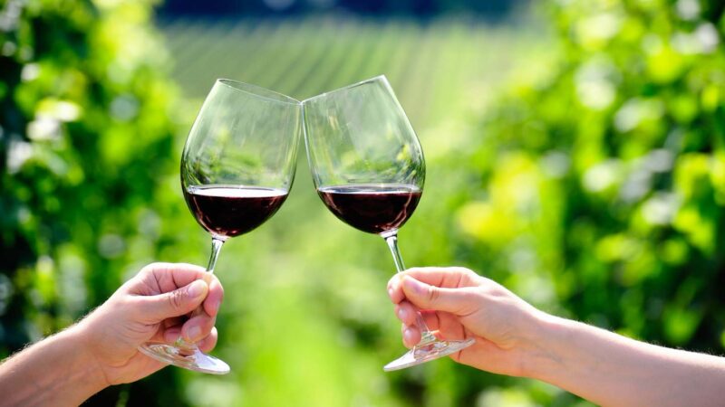Brindando com duas taças de vinho tinto na vinha