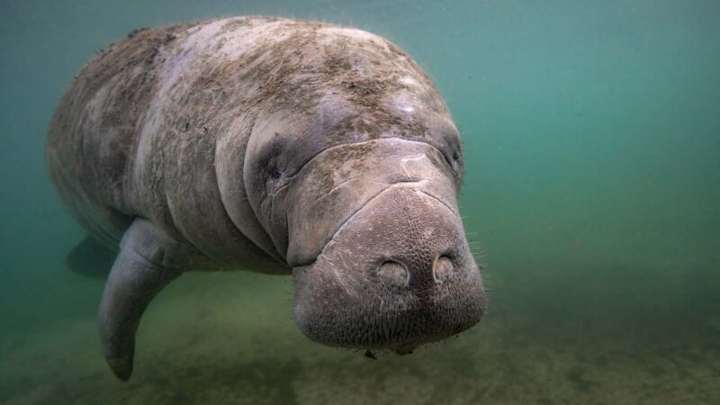 Manatee swimming in Florida