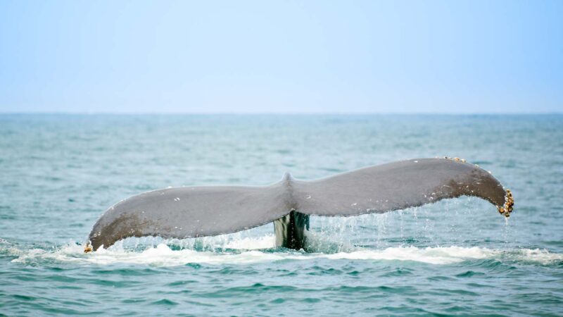 whales tale in Banderas Bay near Sayulita Mexico
