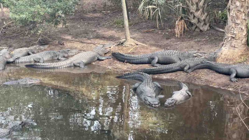 Alligators in the water at the St. Augustine Alligator Park