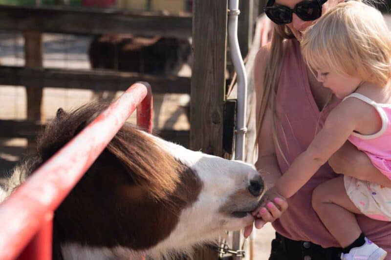 Feeding Animals at La Porte Farms in Sebastian Florida