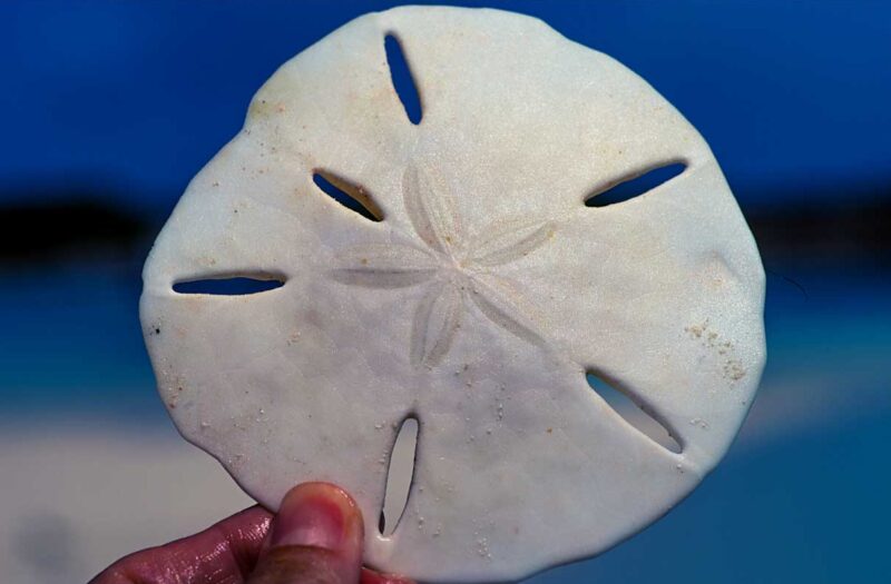 Where can I find Sanddollars in Florida?