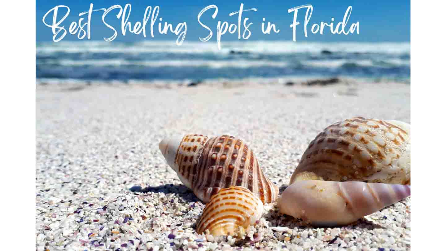 10+ Beautiful Shelling Beaches in Florida
