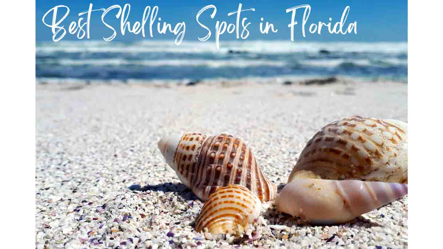 Top 10 Best Shelling Beaches In Florida