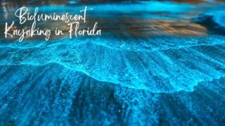 Bioluminescence in Florida on the shore
