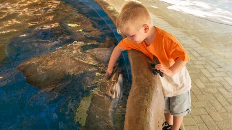 Boy touching a cownose string ray in the touch tank at Aquarium Encounters of Marathong Florida - Top things to do