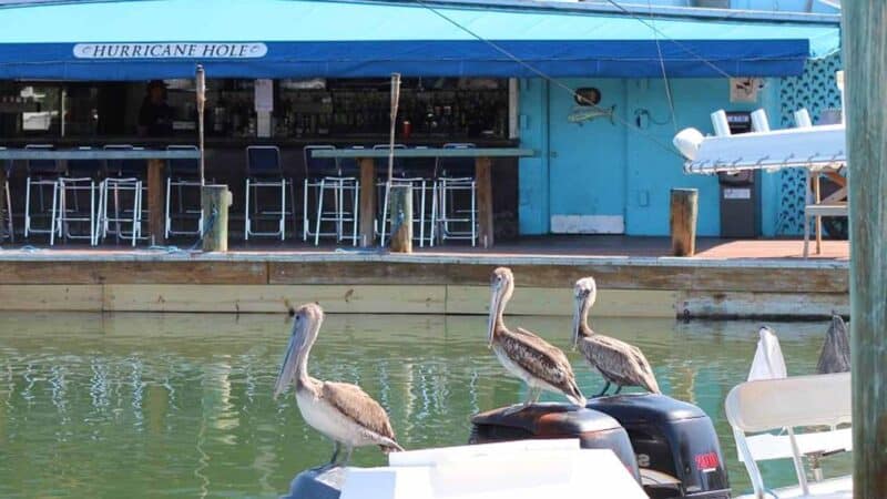 Hurricane Hole bar on the water in Key West with Pelicans