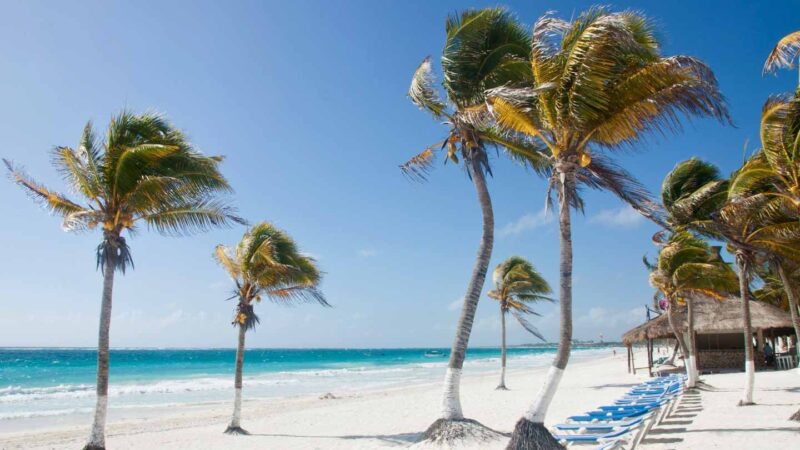 palm trees on the beach in Tulum Mexico