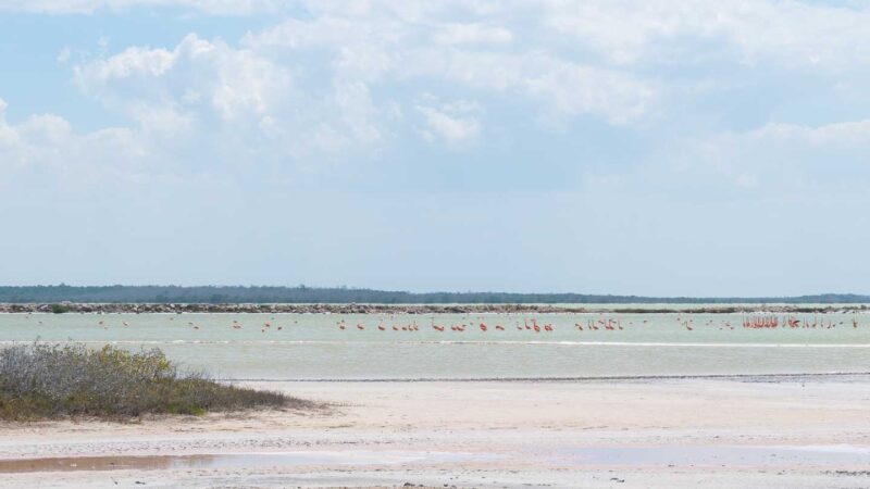 Wild Flamingos in the waters near El Cuyo Mexico