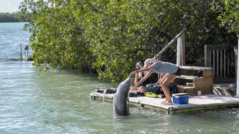 Woman working with a dolphin at the Dolphin Research Center in Marathon Florida - Top attractions with kids