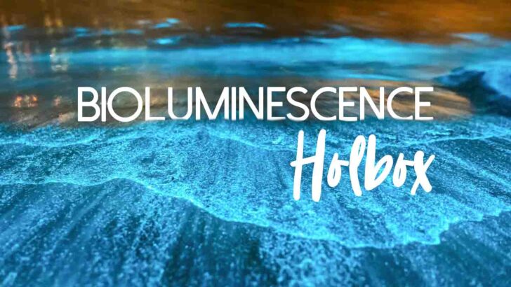 Bioluminescence Holbox Tour – Everything You Need to Know